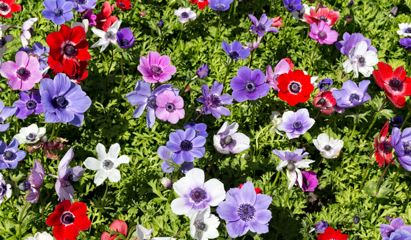 A field full of blooming mixed colored Anemones on green stems