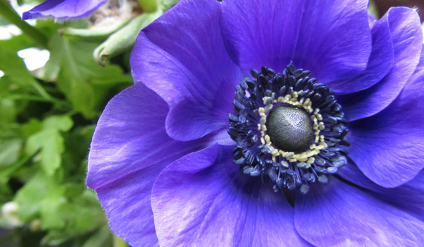 A large close-up of a blue- purple Anemone in full bloom