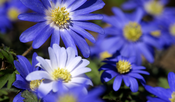 A close-up of a blue-purple Anemone with yellow center