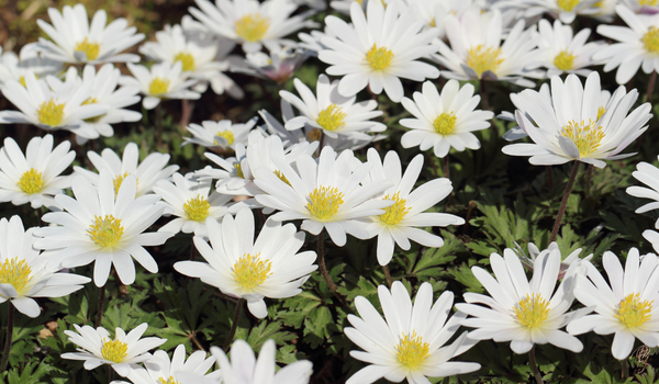 Large group of white Anemones standing on tall, green stems