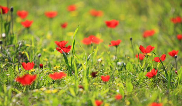 A field full of red anemones in full bloom with green foliage