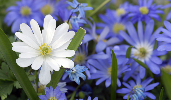 Mix of white and blue-purple blooming Anemone with green foliage