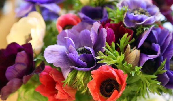 Mixed bundle of Anemones in full bloom with purple and red colors