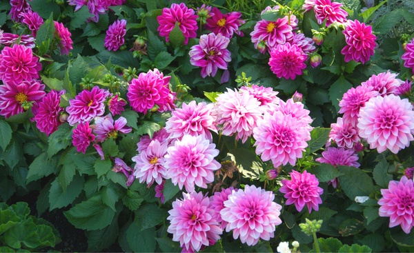 The ultimate guide to dahlias