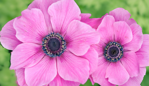 A close up of pink Anemones in full bloom in tall stems