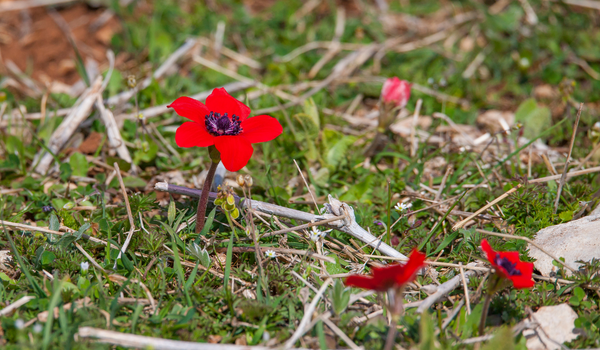 Red, small Anemones in bloom in a large, green garden