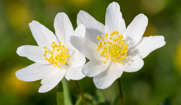 A close up of white blooming Anemones with a yellow center