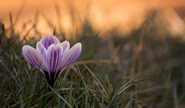 Close-up of a striped purple crocus with a sunny background