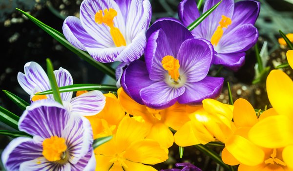 Close-up of a group Crocus with colors like purple, yellow, and lila