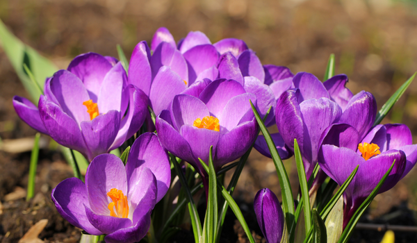 Group of purple Crocuses in full bloom with green foliage