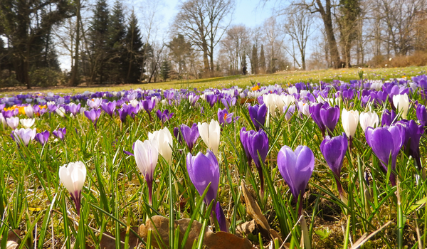 A large field full of blooming purple and white crocuses