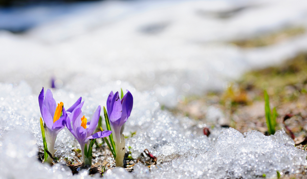 Small group of purple blooming Crocuses standing in fresh, white snow