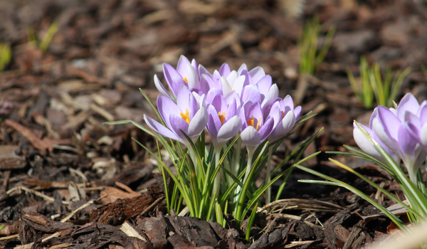 Small group of purple striped Crocuses in full bloom with foliage