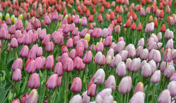 Field of Tulips with a mix of colors, such as pink, red, and purple.