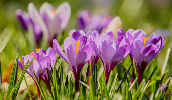 A bunch of flowering purple crocuses standing in the green grass
