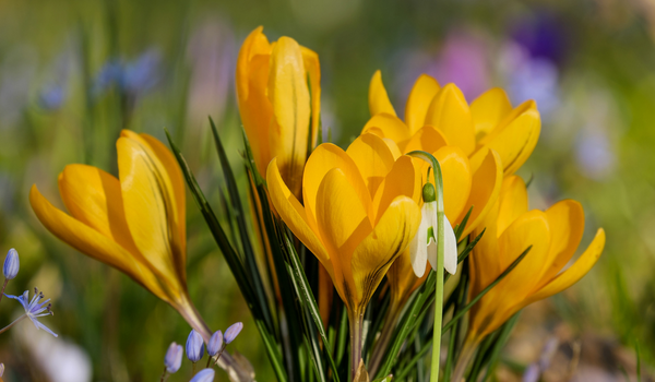 A close-up of yellow flowering Crocuses with green foliage