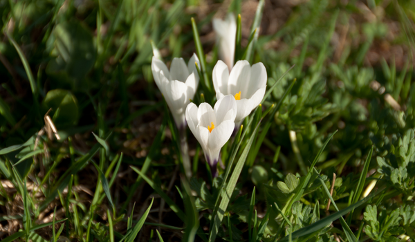 A small group of white blooming Crocuses with an orange heart