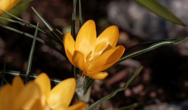 A close-up of a single yellow Crocus with green foliage