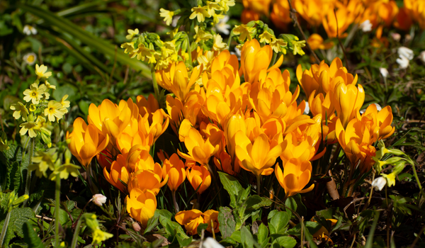 A large group of yellow Crocus in full bloom in the sunshine