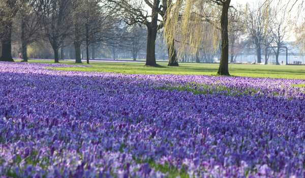 An enormous field full of purple blooming Crocuses and trees
