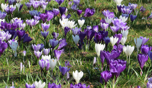 A bunch of white, purple, and purple-striped Crocuses between grass