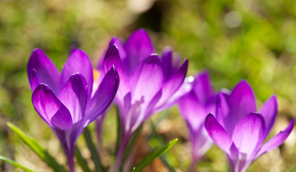 A close-up of purple flowering Crocuses with green foliage