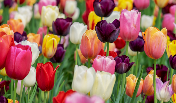 Mixed Tulips with different colors, such as white, purple, red and yellow.