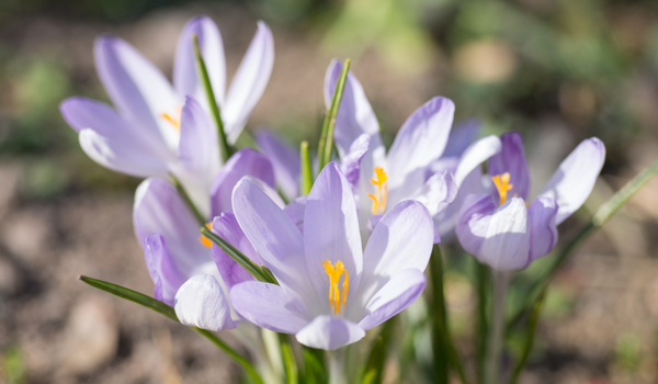 Soft purpled striped Crocuses in full bloom with green foliage