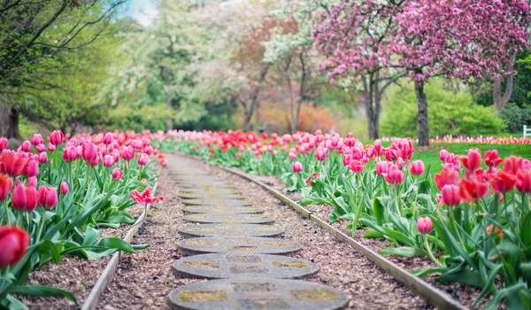 Beautiful pink tulips on tall, green stems standing next to a food path