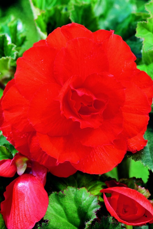 Double Camelia Begonia Red - Begonia Bulbs | DutchFlowerBulbs