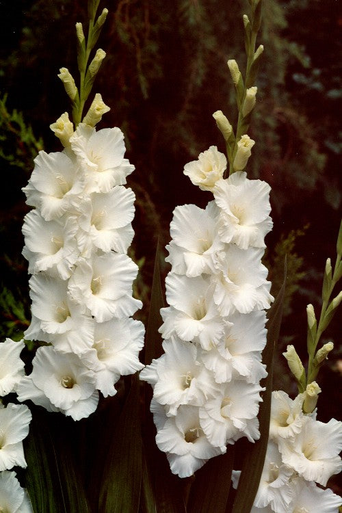 Paloma Blanca - Bulbos de Gladiolos |  HolandésFlorBulbos