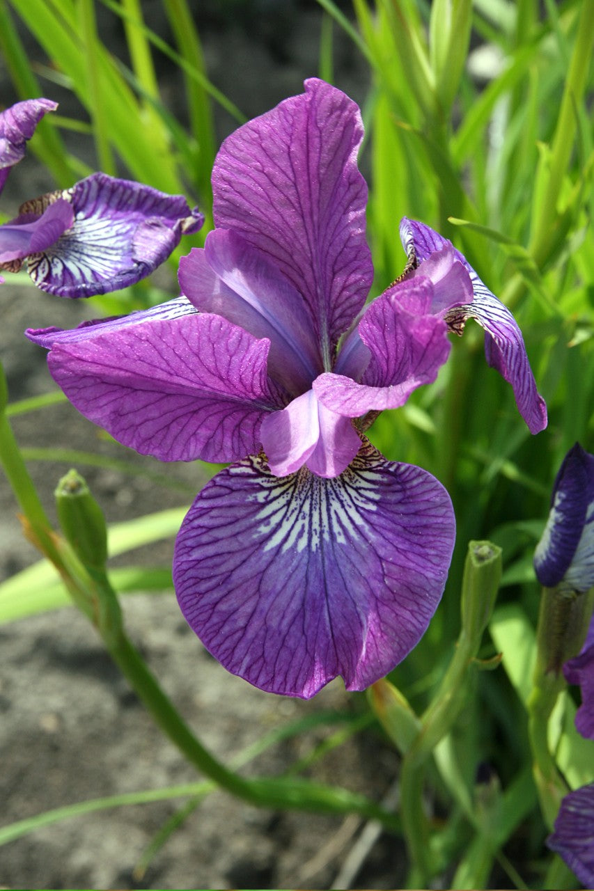 Sparkling Rose - Siberian Iris Bulbs | DutchFlowerBulbs