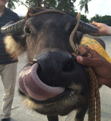 Carabao licking nose