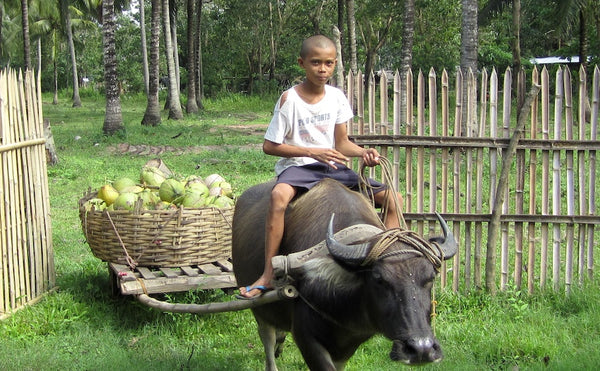 Carabao and Young Boy Harvesting Coconuts in Philippines
