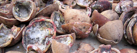 Coconut meat (aka “Copra”) used for Refined Coconut Oil. The meat grows mold and bugs as it’s dried outside.
