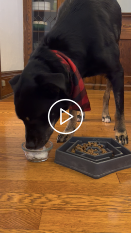 Dog eating coconut oil