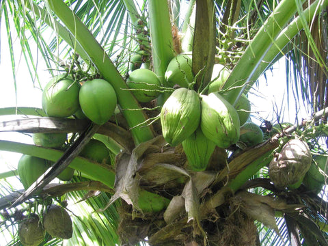Palm with coconuts
