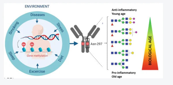 glycanage aspects of aging