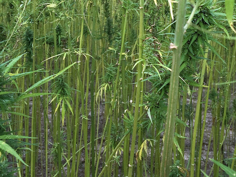 hemp stalks