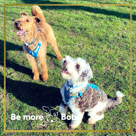 bob and pebble irish terrier