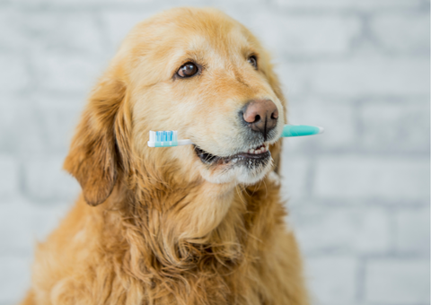 Dog dental stick