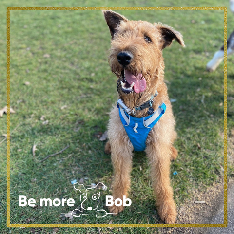 irish terrier pebble