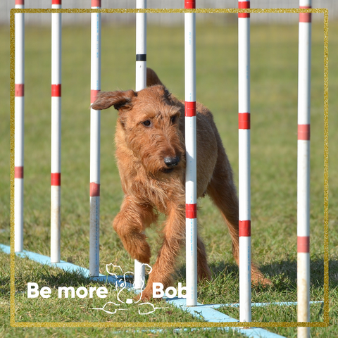 irish terrier agility