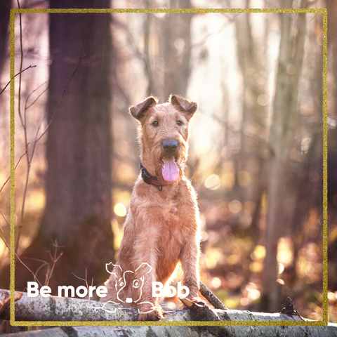 irish terrier