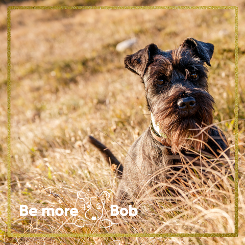 schnauzer get to know the breed