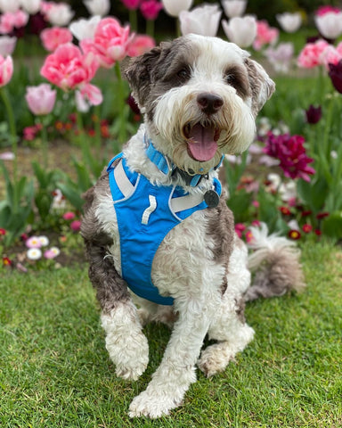 Bob amongst the tulips