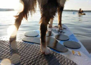stand up paddle boarding with your dog