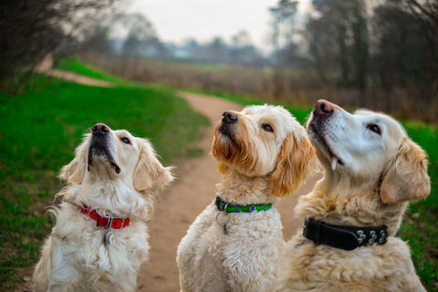 three good dogs waiting for treats