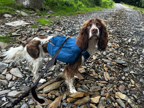 ruffwear day pack harness