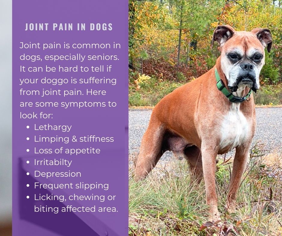 Identify subtle clues to hip pain in dogs